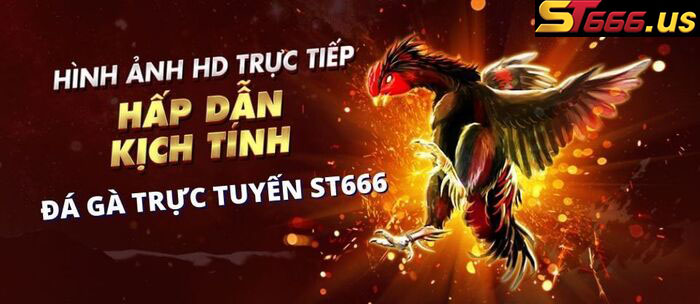 Trận đá gà đỉnh cao, sắc nét tại St666 sẽ khiến bạn thích thú