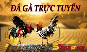 Đá gà trực tuyến ST666