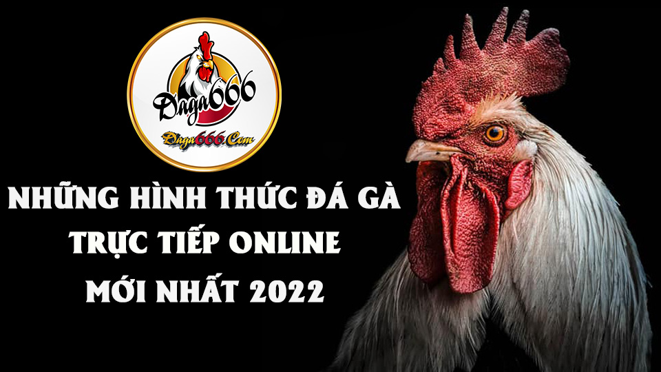 Những Lưu Ý Khi Chơi Cá Cược Đá Gà Trực Tiếp Online