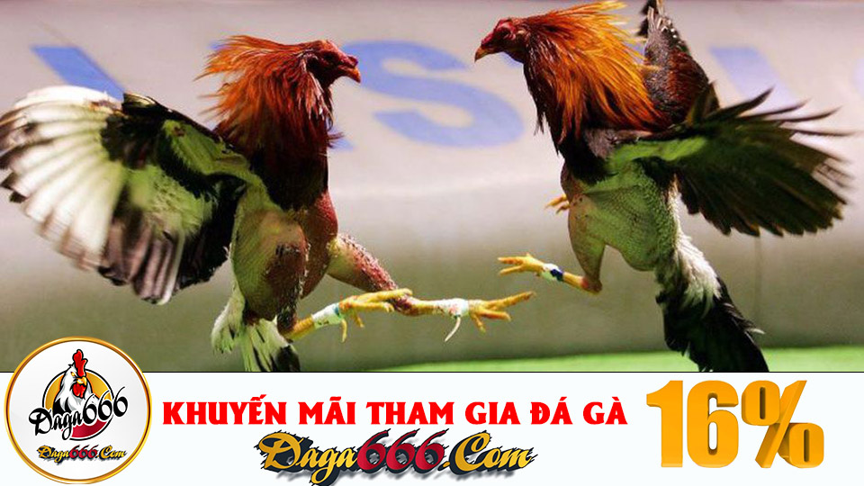 Xem đá gà online nhưng vẫn có hình ảnh sắc nét, chất lượng