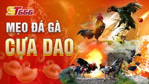 Mẹo Đá Gà Cựa Dao Luôn Thắng Tại Nhà Cái ST666