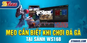 Tham gia đá gà ST666 sảnh WS168 