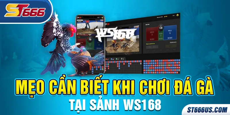 Tham gia đá gà ST666 sảnh WS168 