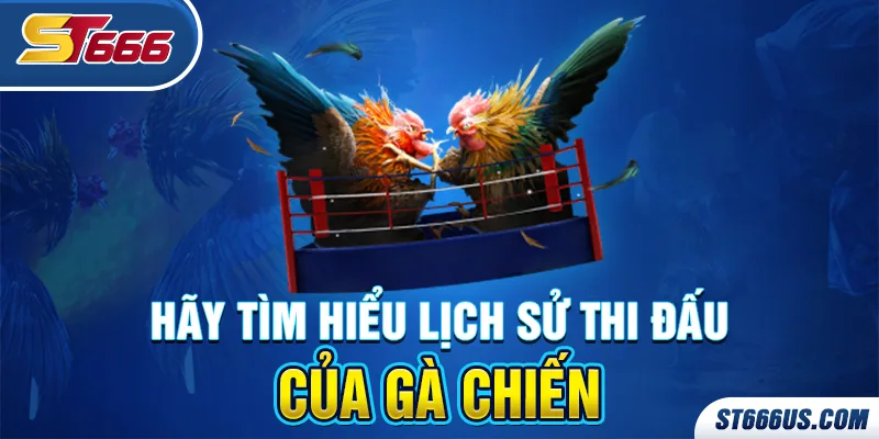 Hãy tìm hiểu lịch sử thi đấu của gà chiến