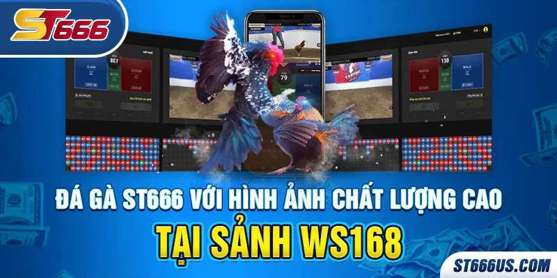 Đá gà ST666 với hình ảnh chất lượng cao tại sảnh WS168