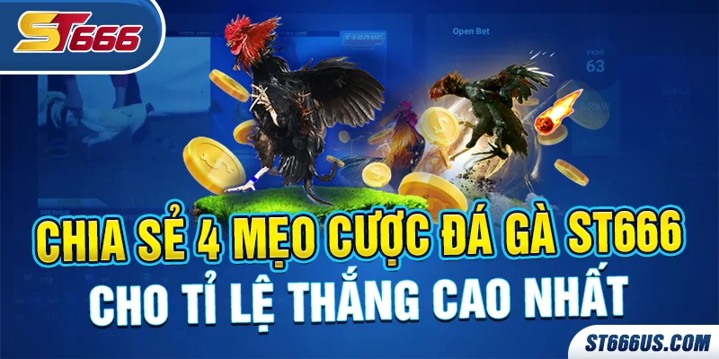 Chia sẻ 4 mẹo cược đá gà ST666 cho tỉ lệ thắng cao nhất