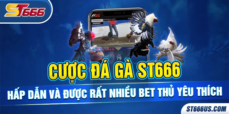 Cược đá gà ST666 hấp dẫn và được rất nhiều bet thủ yêu thích