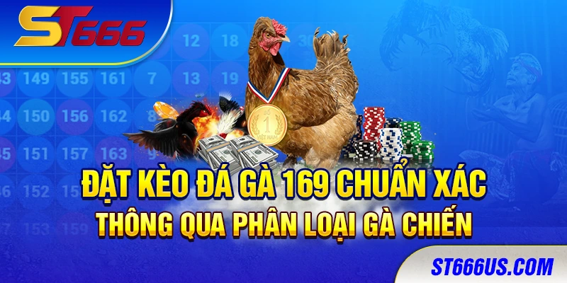 Đặt kèo đá gà 169 chuẩn xác thông qua phân loại gà chiến