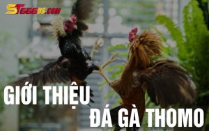 Đá gà thomo luôn làm cược thủ thích thú