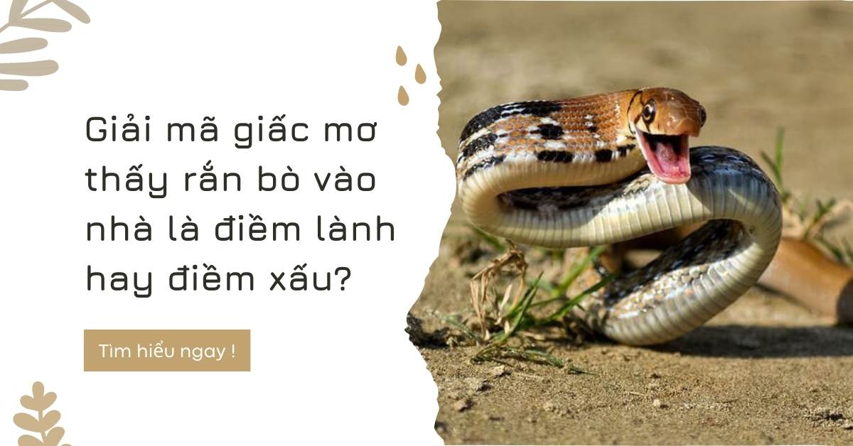 Mơ thấy rắn Điềm lành hay điềm dữ?